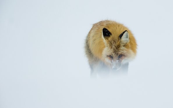 Fox In Winter