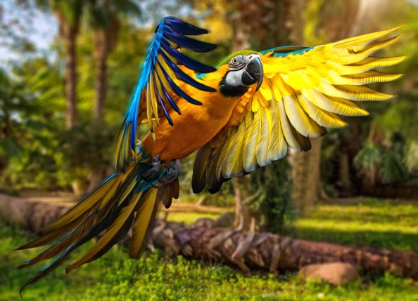 Macaw Parrot 5k