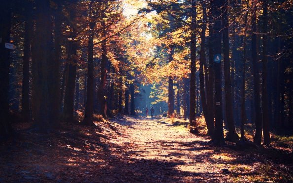 Forest Nature