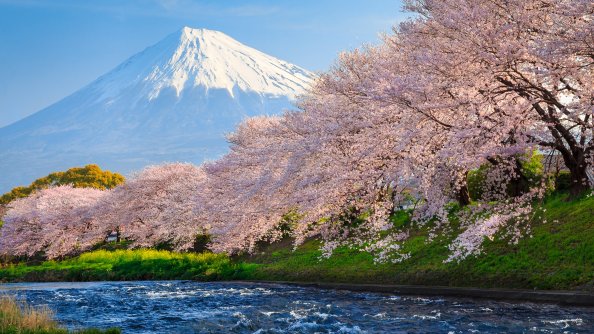 Sakura River japan