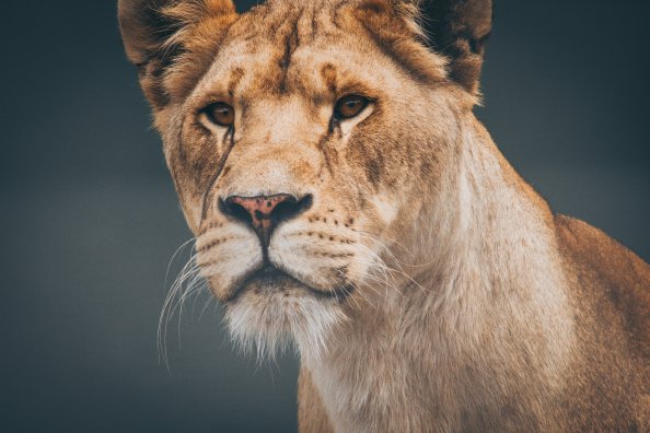 Female Lioness 4k