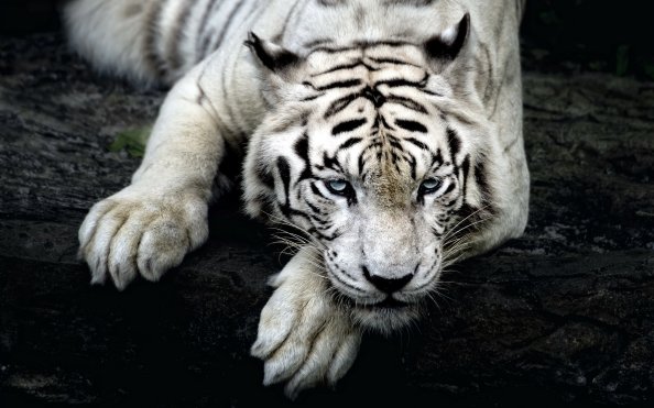 Big White Tiger
