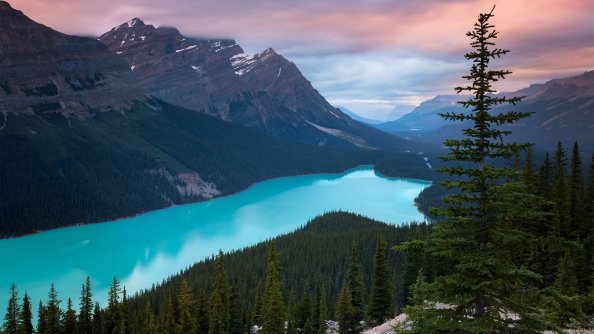 Peyto Lake Canada Mountains 4k