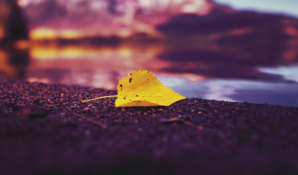 Single Autumn Leaf On Lake