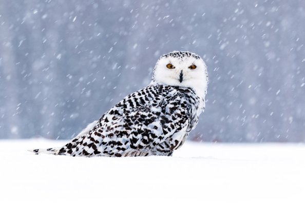 White Owl In Snow 5k