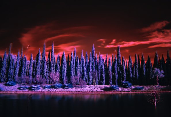 Red Sky Under Purple Trees 4k