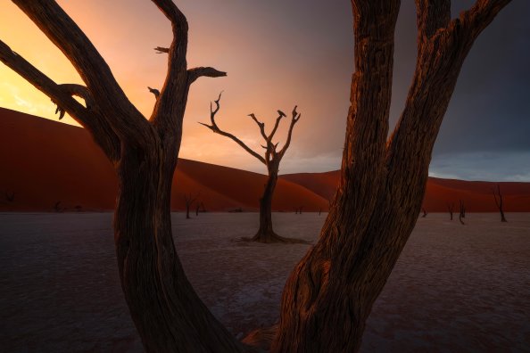 Acacia Trees Sand Dunes 4k