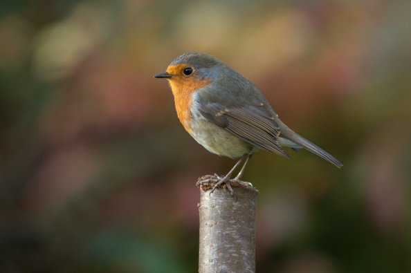 Robin Bird Photography
