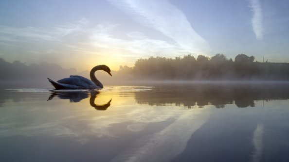 Swan Lake