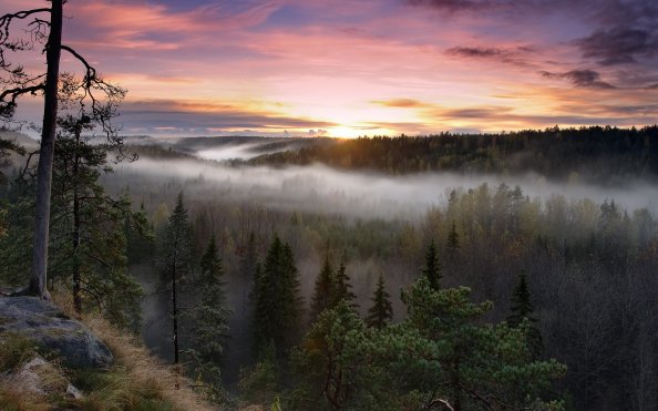 Foggy Sunrise National Park
