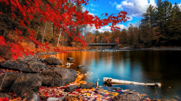 Fall Foliage