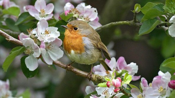 Robins Bird