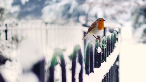 Robins In Snow