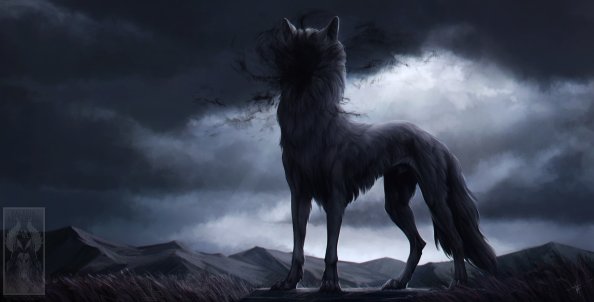 Wolf In Shadow 4k