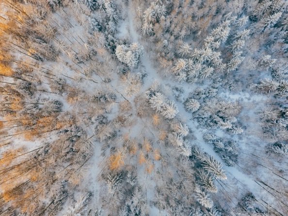 Aerial Short Of Cold Forest Snow Trees 4k