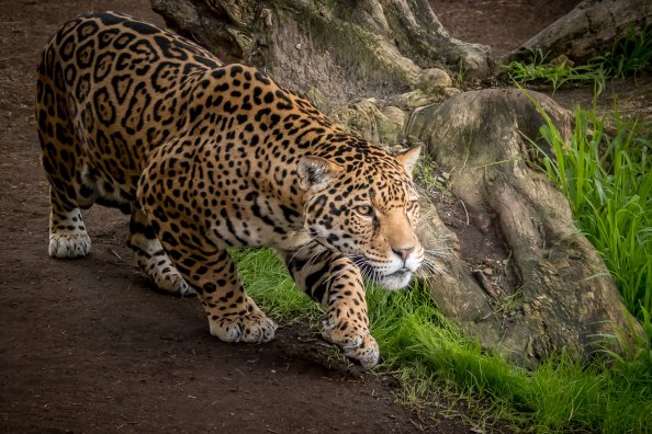 Jaguar Animal