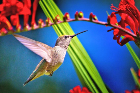 Hummingbird Bird