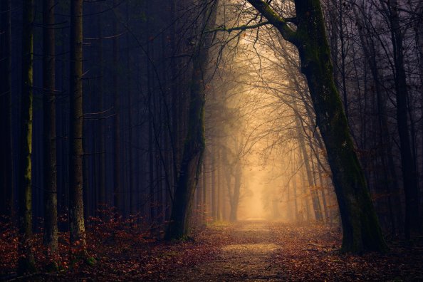 Trees Pathway