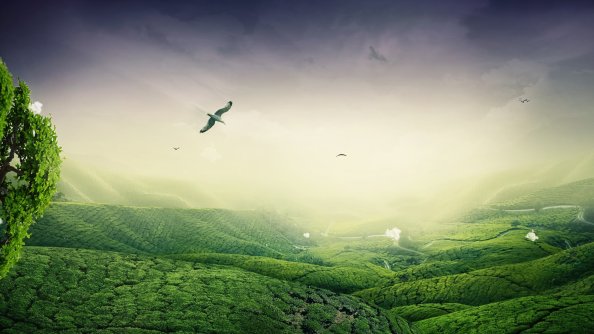 Green Landscape