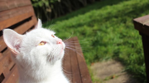 White Cat