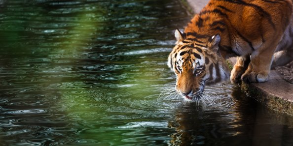 Tiger 4k