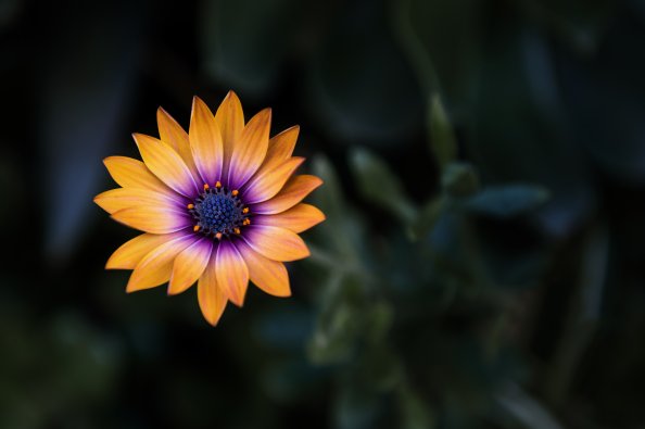 Bright Orange Purple Flower 8k