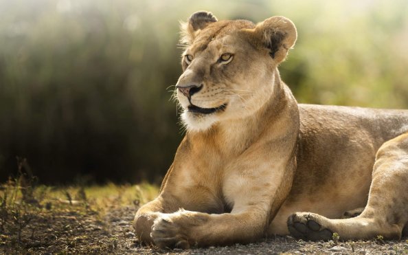 African Lion Hd
