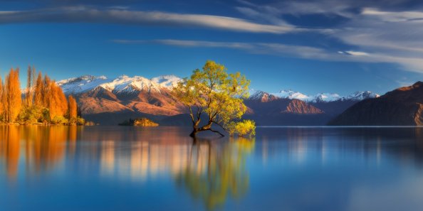 Tree In Center Of Lake Reflection In Water