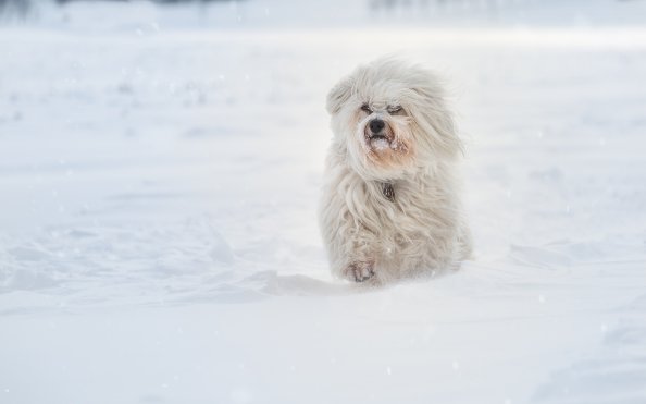 Havanese Running In Sbow