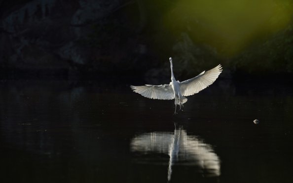 Heron Bird