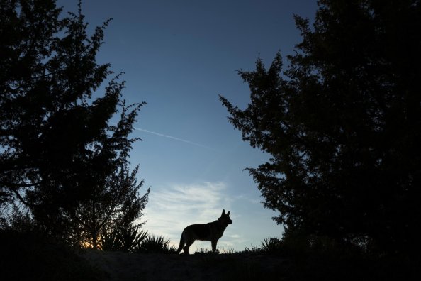 Wolves Night Forest Silhouette 4k