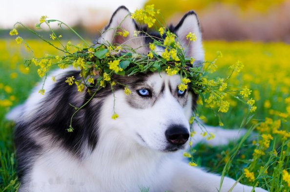 Siberian Husky Dog