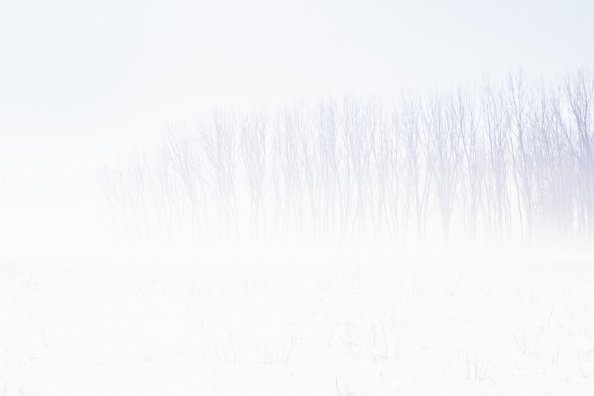 Snow Trees Abstract