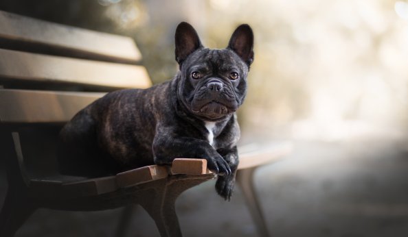 French Bulldog