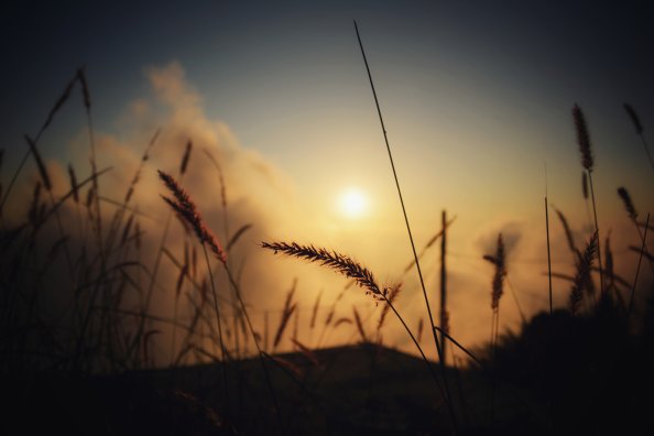 Grass Silhouette At Evening