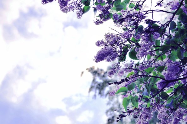 Lilac Flowers Tree