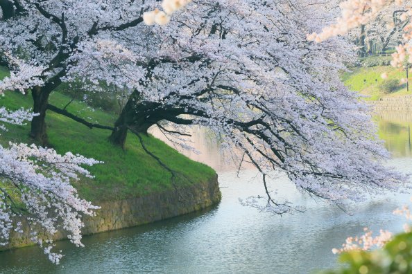 Leaning Tree Towards Riverside