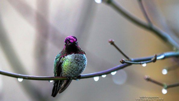 Annas Hummingbird