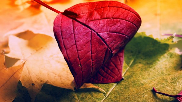 Red Leave