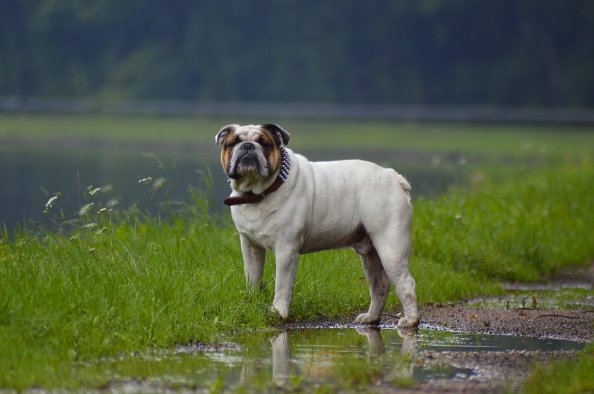 Bulldog In Rainy Weather