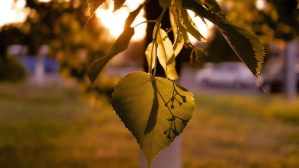 Leaves Macro Lights