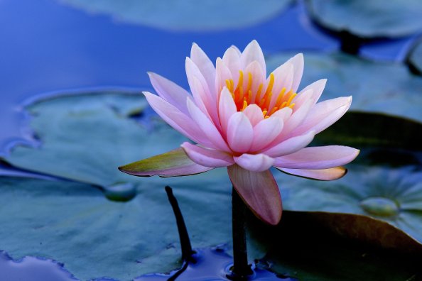 Water Lilies