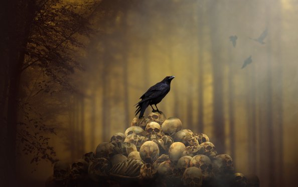 Raven Sitting On Skulls