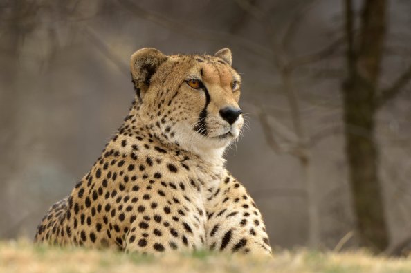 Cheetah Predator Animal