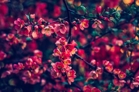 Red Pearls Flowers 4k