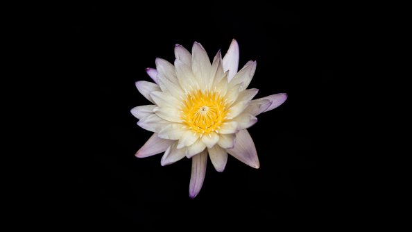 White And Yellow Flower Black Background 5k