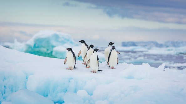 Adelie Penguin Antarctica