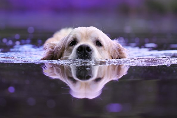 Dog Swimming