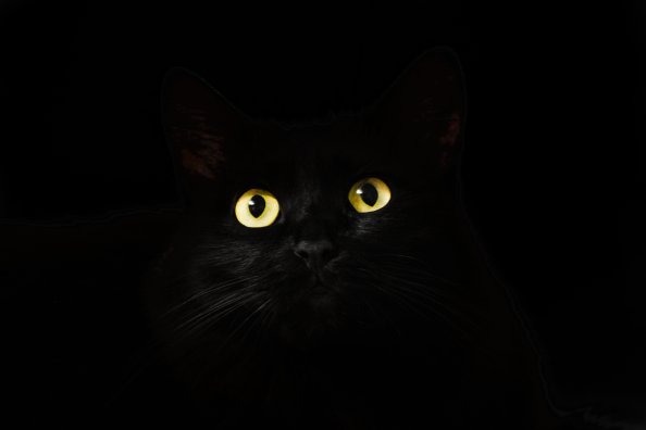 Black Cat Eyes Dark 5k