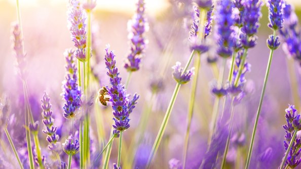 Lavender Flowers